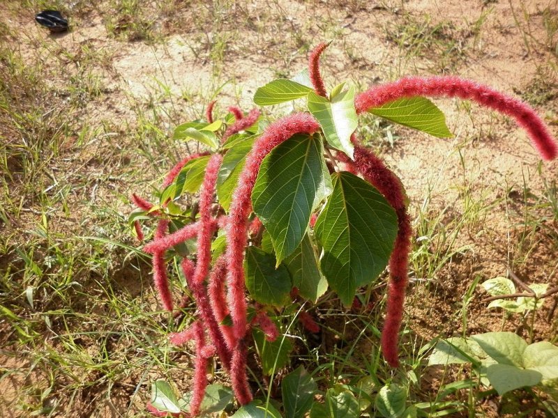 Acalypha hispida