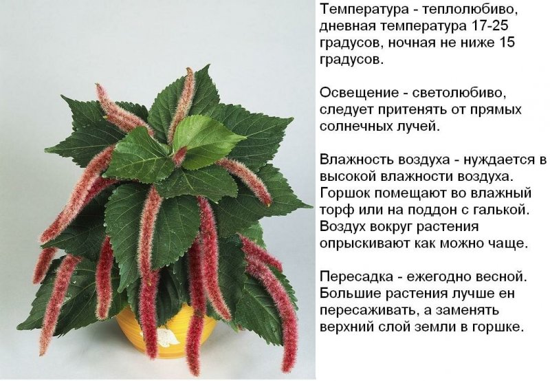 Акалифа вигинси