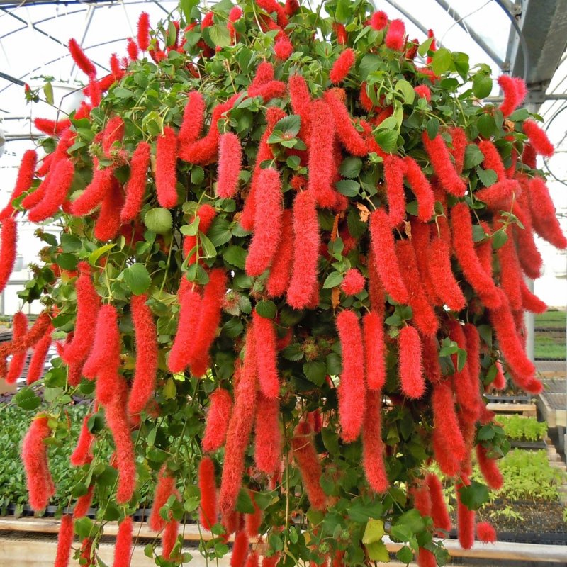 Акалифа ампельная