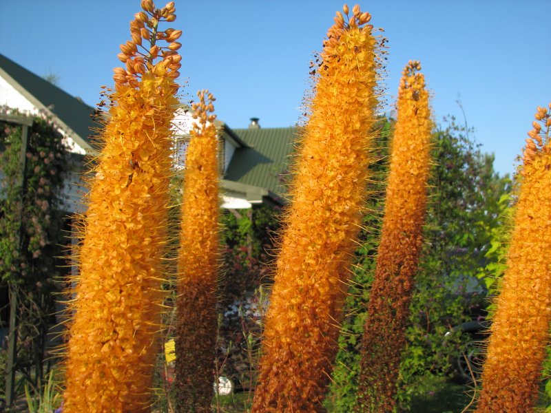 Ширяш (Eremurus) Клеопатра