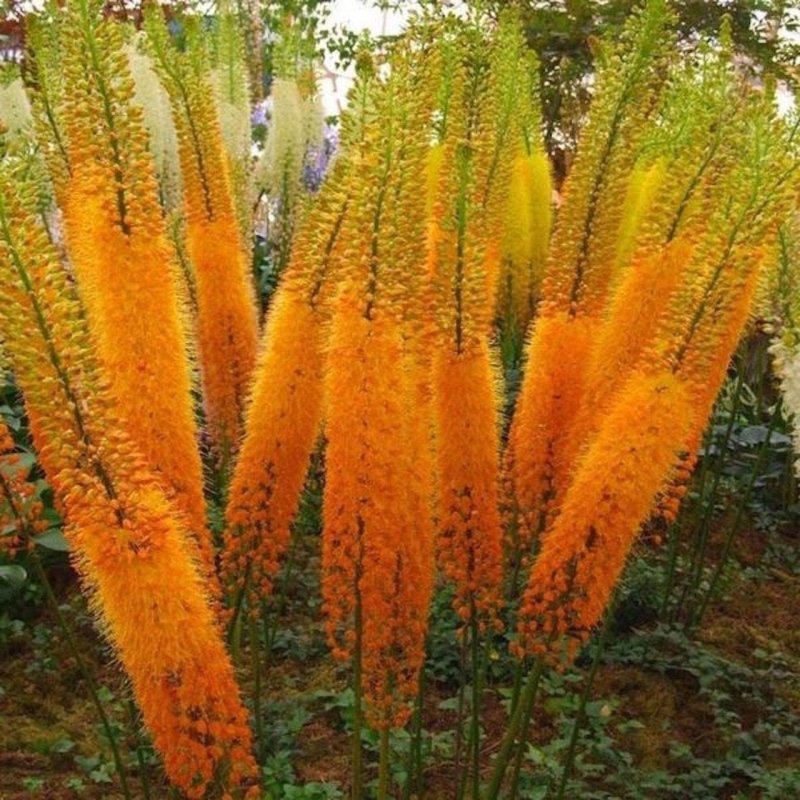 Эремурус Бунге (Bungei)