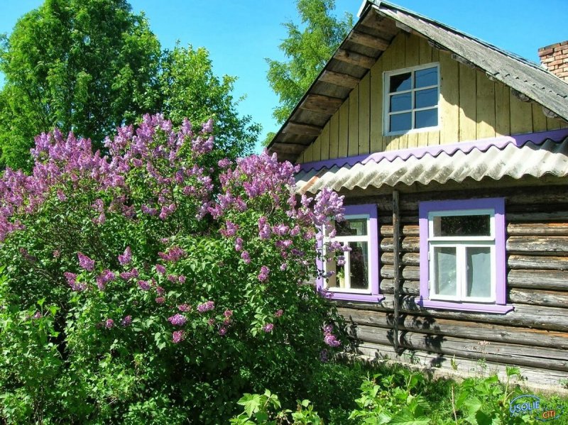 Сирень в деревне