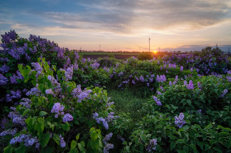 Сирень Челюскинская