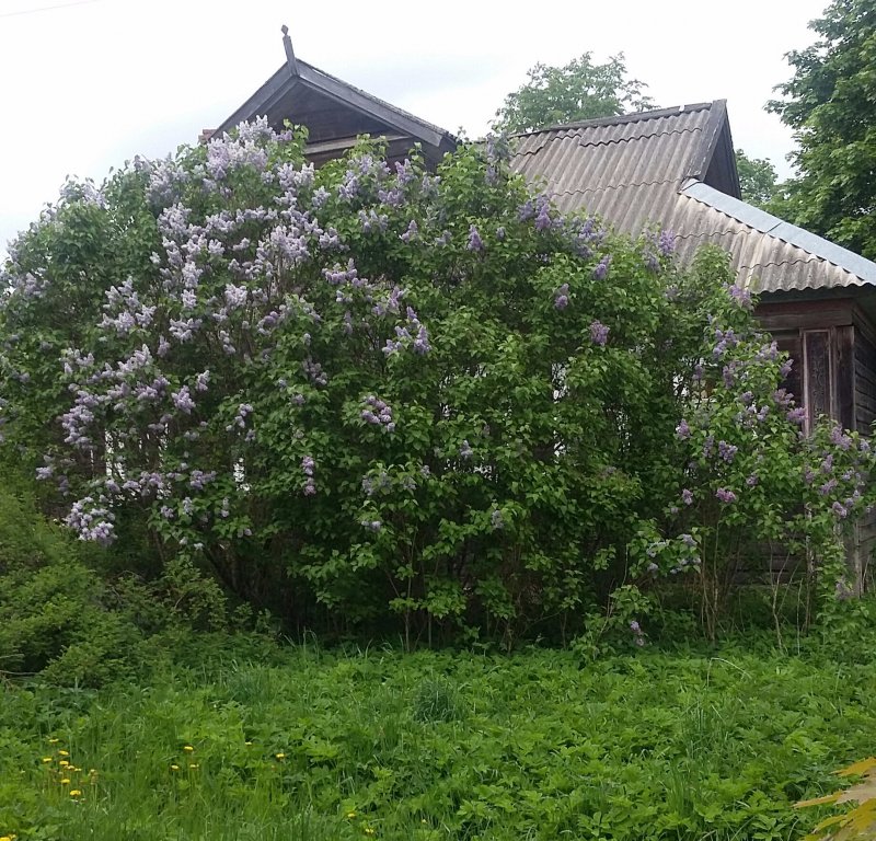 Родительский деревенский домик