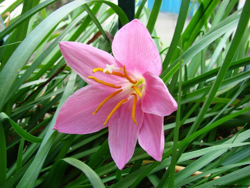 Grandiflora зефирантес