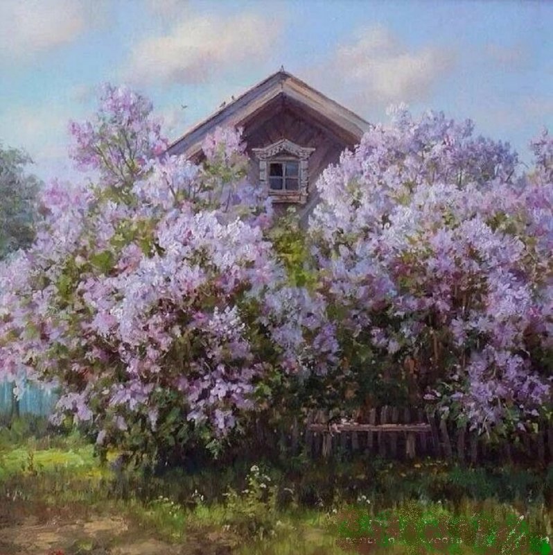 Картинки сирень у калитки