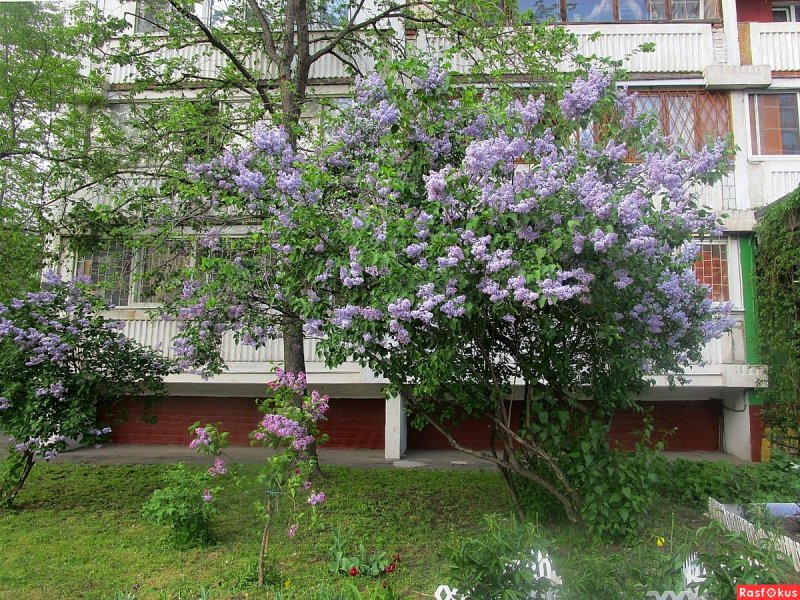 Сирень у деревенского окна