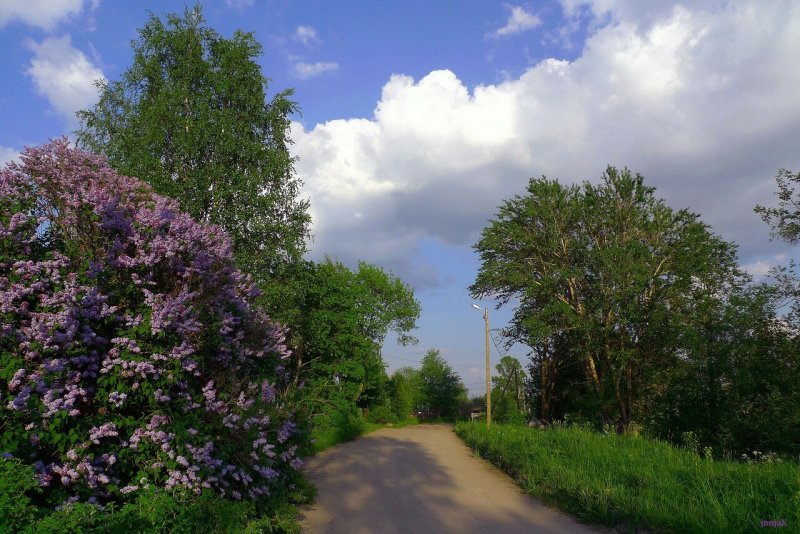 Сирень у пятиэтажки в городе