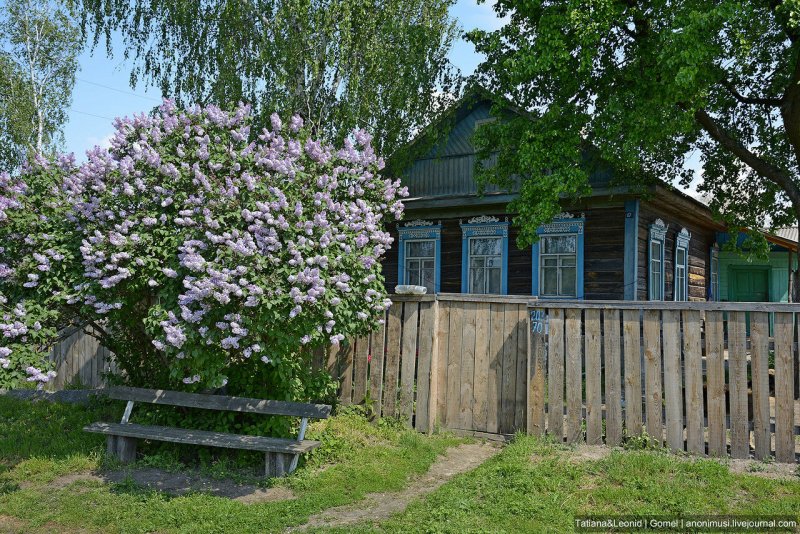 Сирень цветёт весной в палисаднике