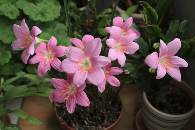 Зефирантес сорт Pink