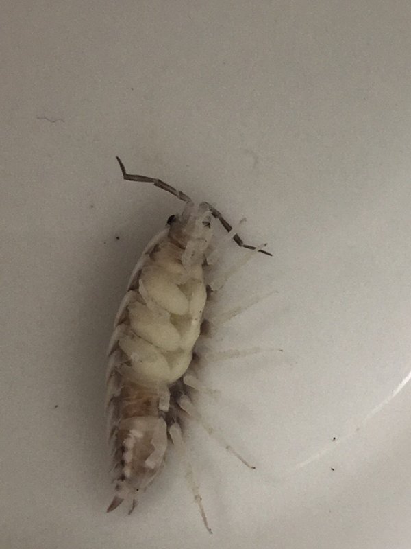 Porcellio laevis