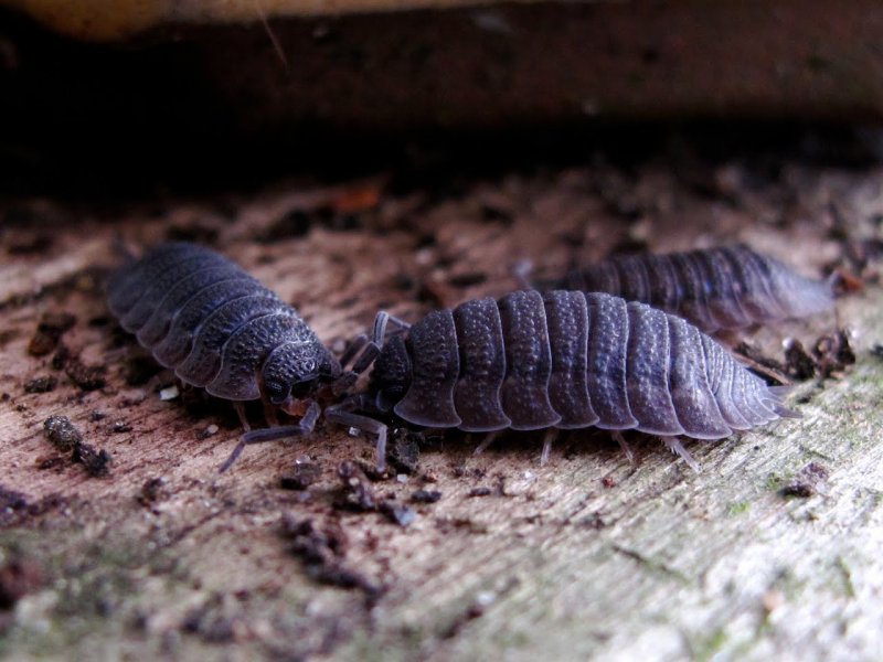 Porcellio scaber строение