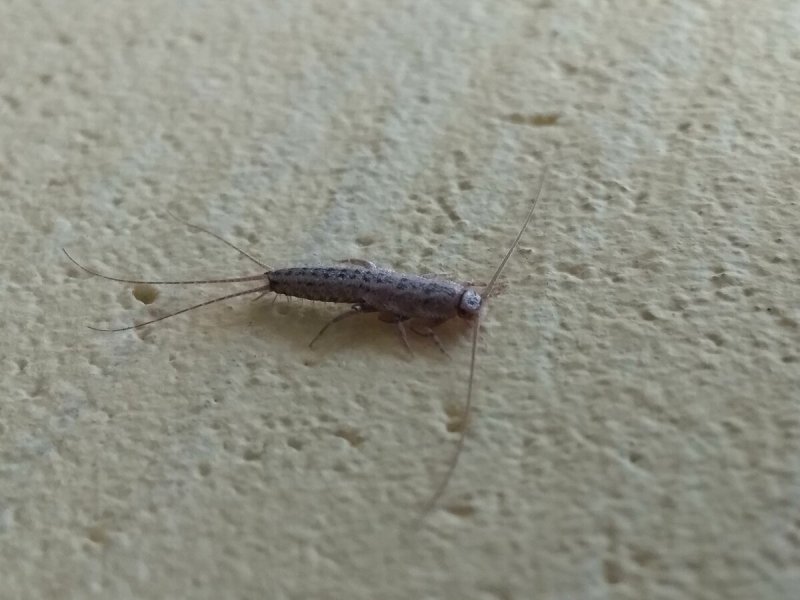 Porcellio scaber Lava мокрицы