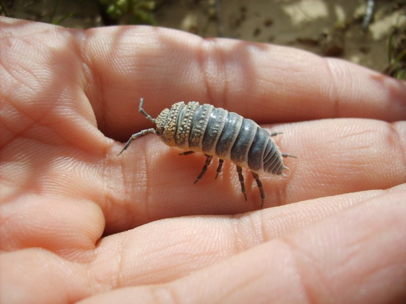 Мокрица Porcellio laevis