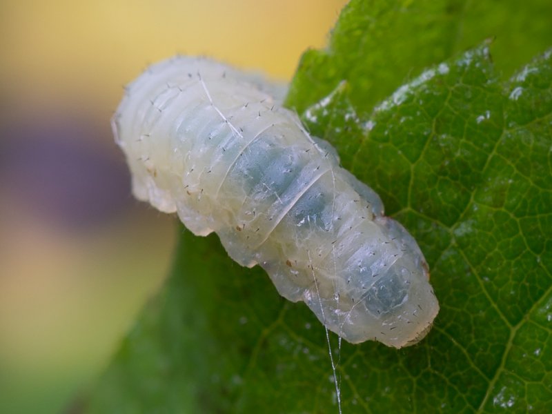 Porcellionides SP.