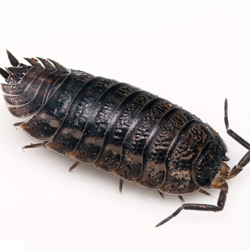 Cubaris Murina