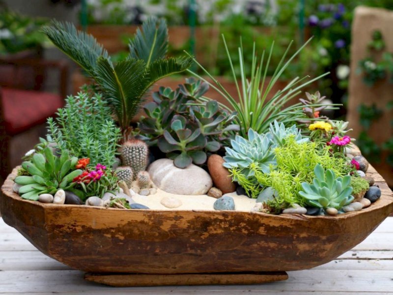 Мини садики из суккулентов