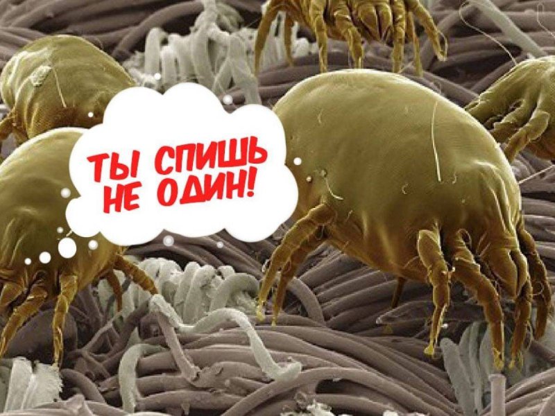 Сапрофиты пылевые клещи