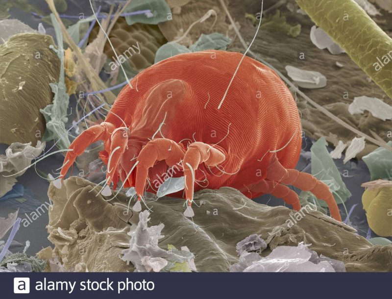 Клещ Dermatophagoides farinae