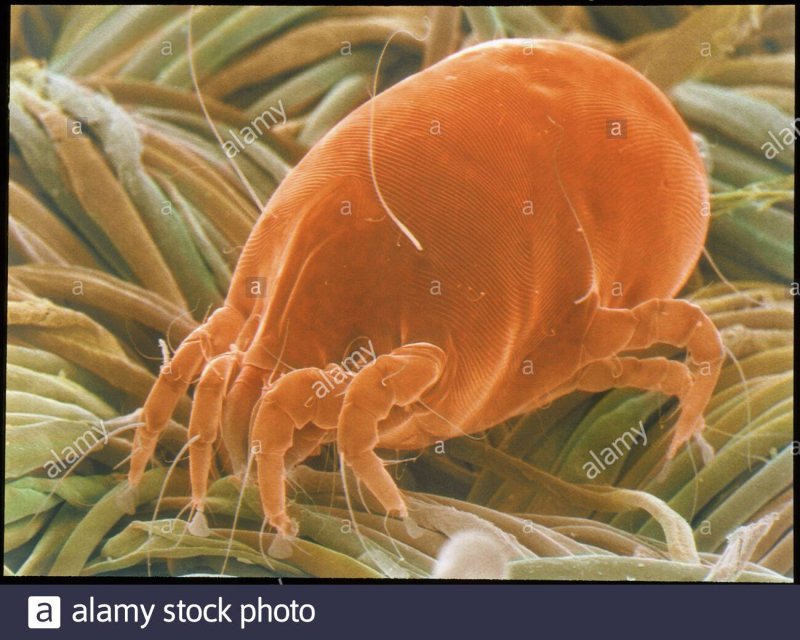 Клещ Dermatophagoides farinae