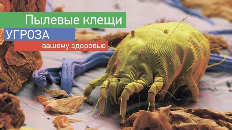 Макроснимки пылевых клещей