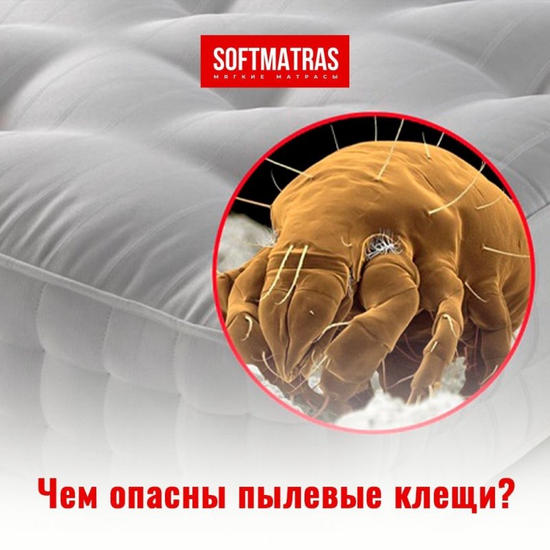 Постельные клещи в подушке
