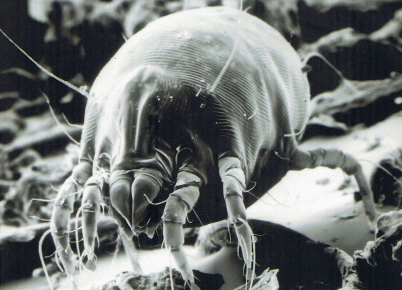 Клещ Dermatophagoides farinae
