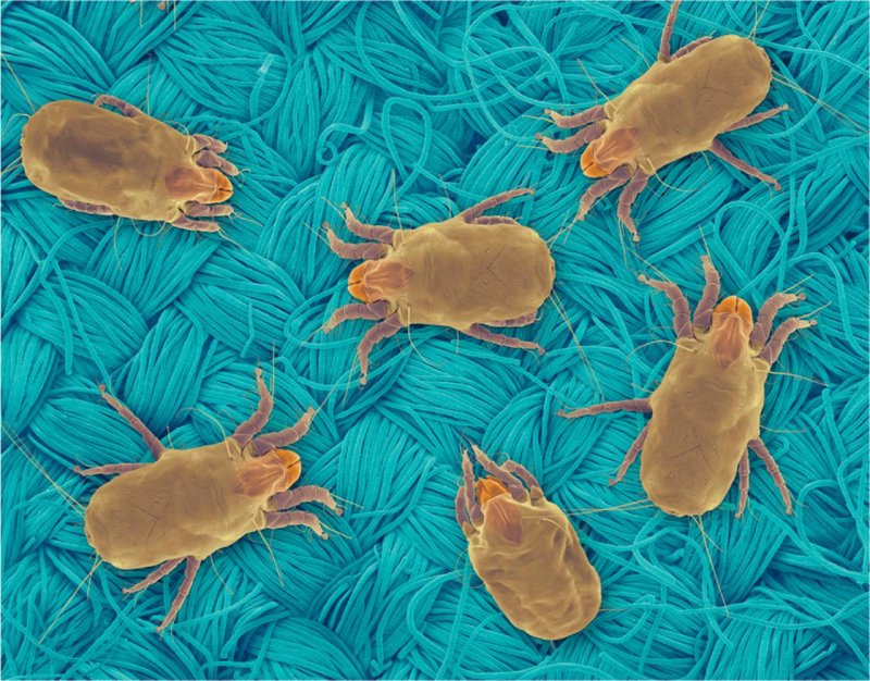 Клещ Dermatophagoides farinae