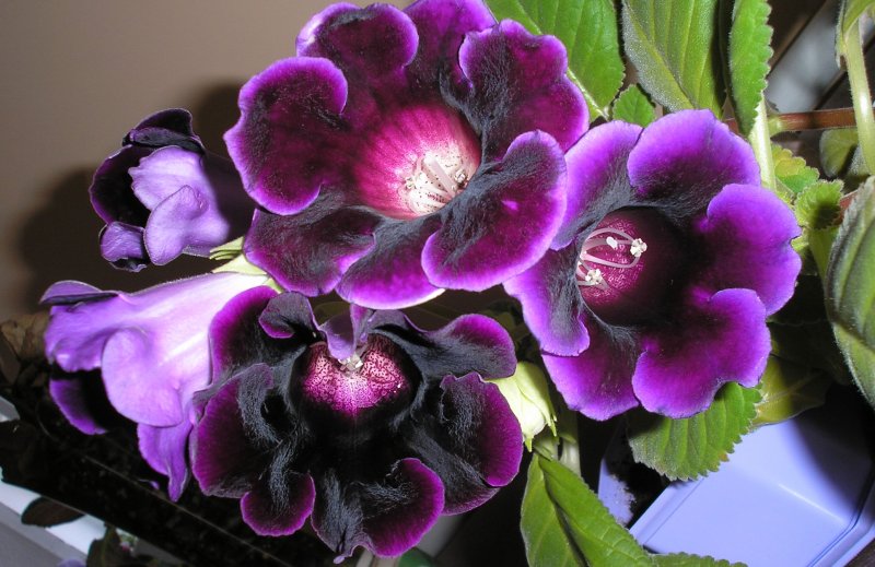 Глоксиния (gloxinia)
