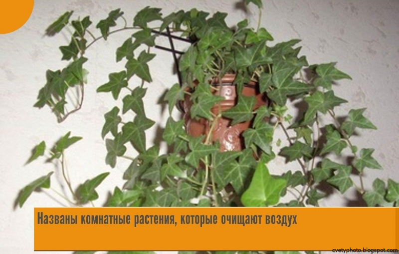 Плющ радермахера