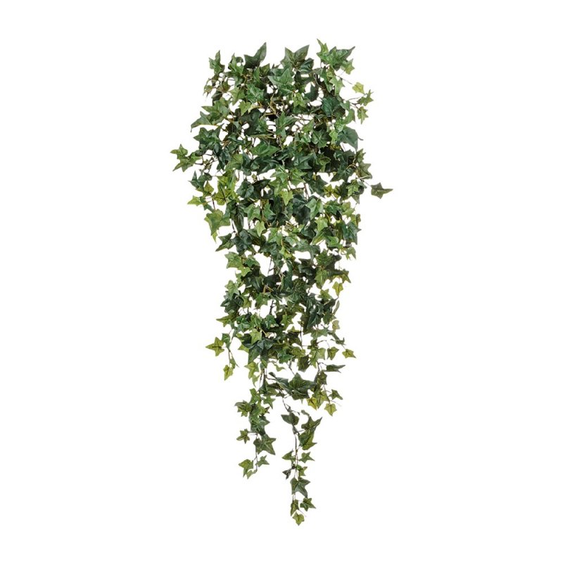 Плющ Hedera Helix листья