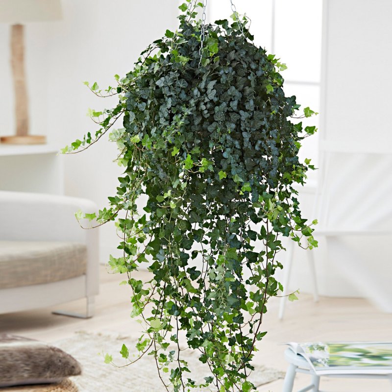 Плющ обыкновенный (Hedera Helix)