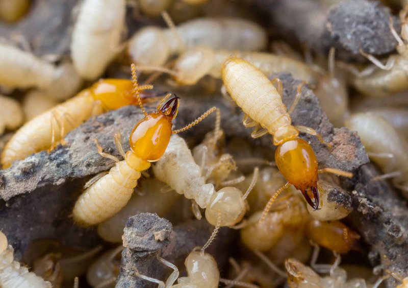 Macrotermitinae термиты грибоводы