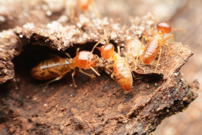 Отряд термиты — Isoptera