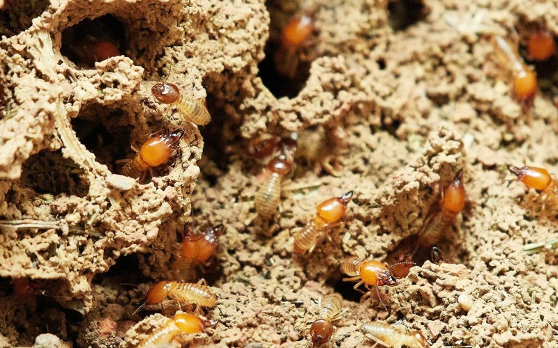 Trichonympha термиты