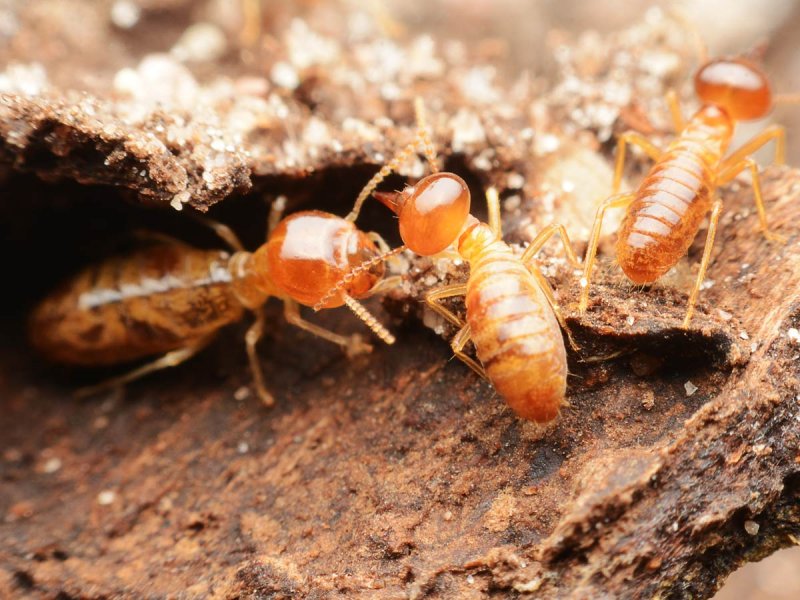 Neocapritermes Taracua