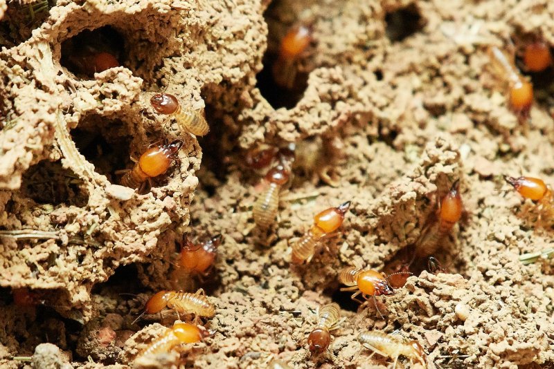 Отряд термиты Isoptera представители