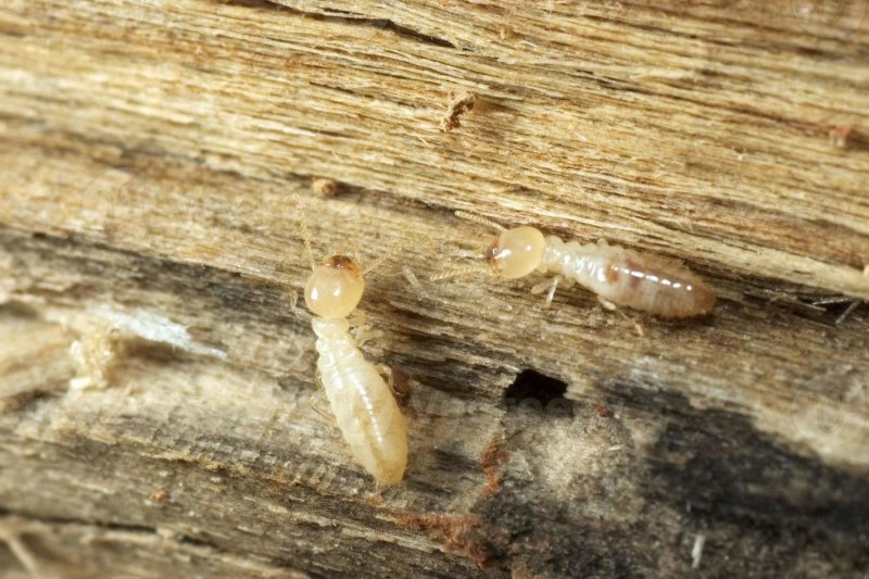 Термиты "Subterranean Termite"