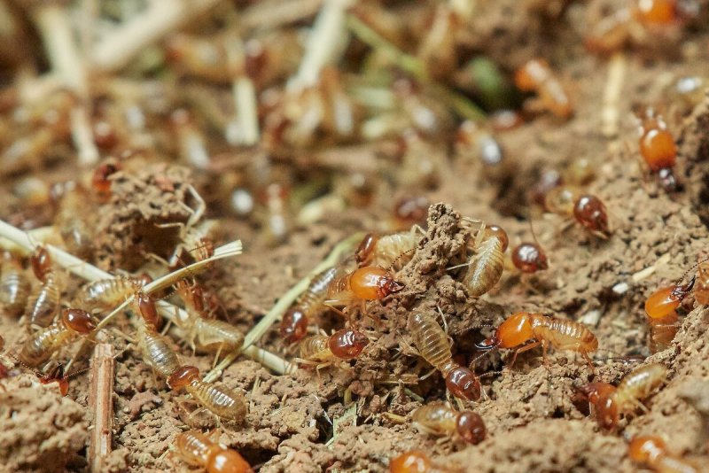 Pocket Ants термиты