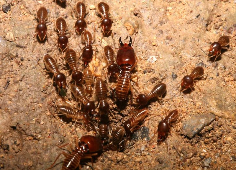 Termites Wood