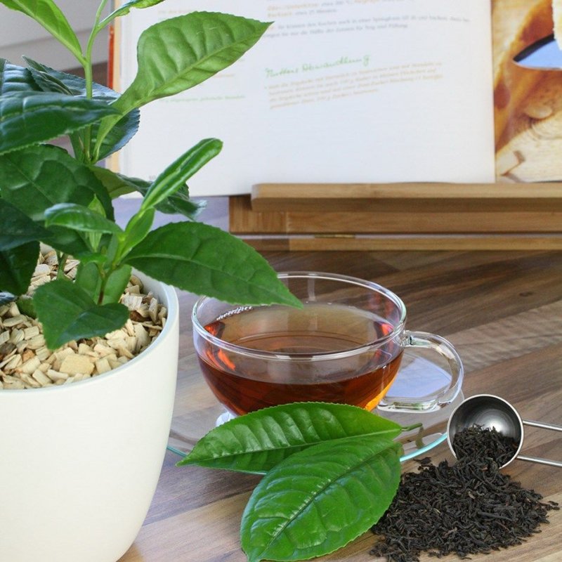 Зеленый чай (Camellia sinensis)