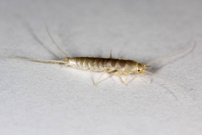 Porcellionides pruinosus, "Blue-Powder"