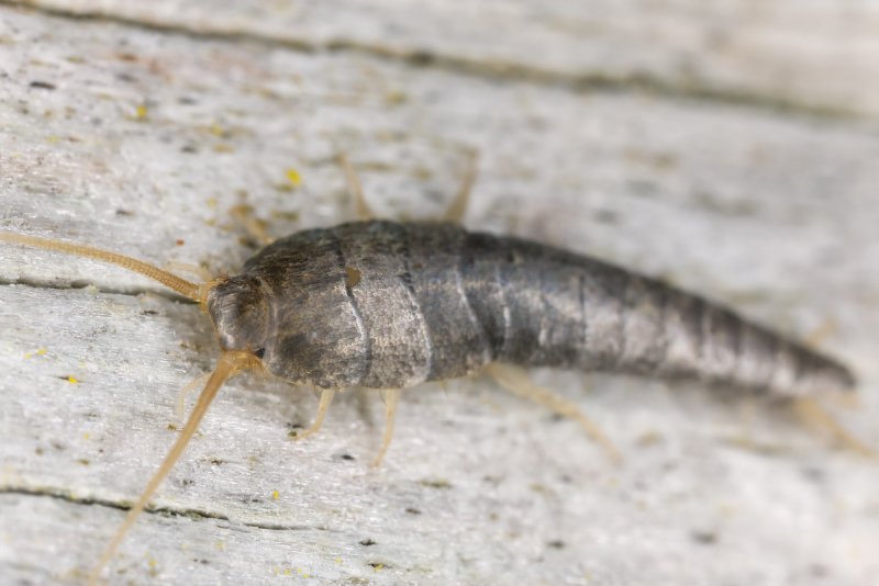 Lepisma saccharina