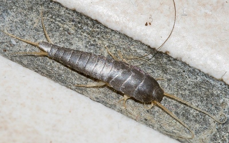 Cylisticus convexus мокрица