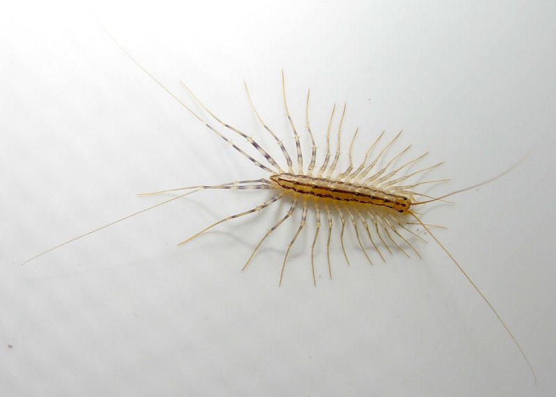 Чешуйница (lepisma saccharina)