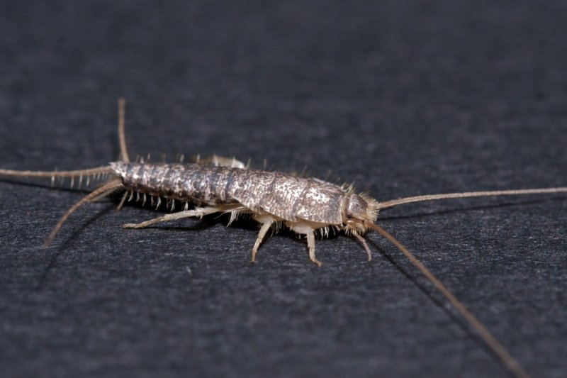 Oniscus Asellus