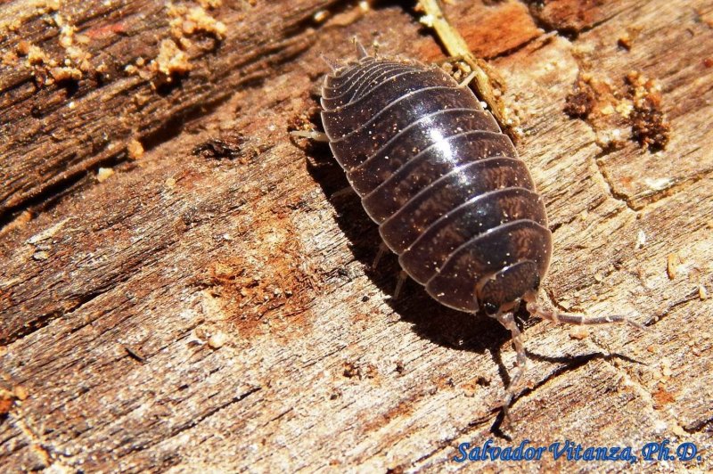 Cylisticus convexus