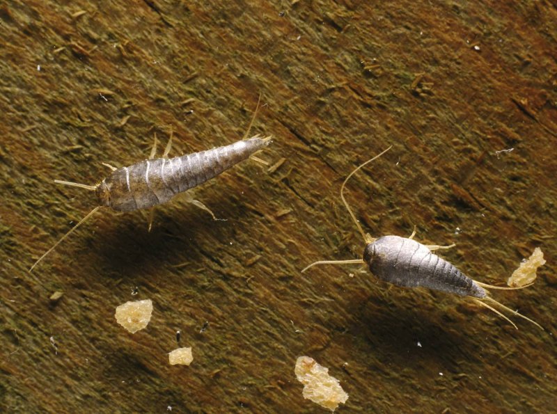 Oniscus Asellus