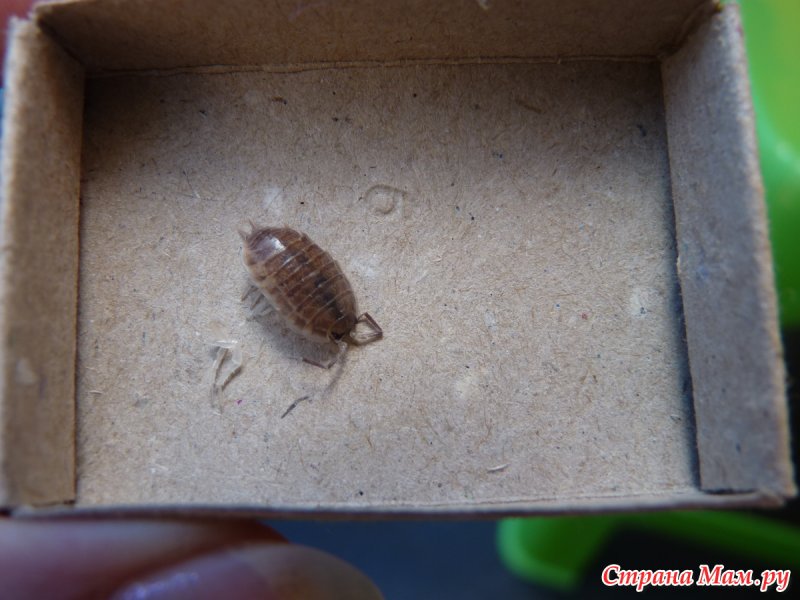 Насекомое lepisma saccharina, Thermobia domestica