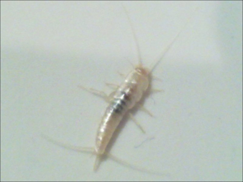 Porcellio Bolivari